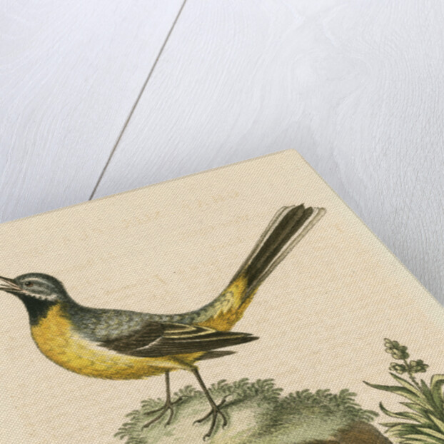 'The Grey Water-wagtail, and the Water-Lizard' by George Edwards