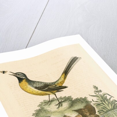 'The Grey Water-wagtail, and the Water-Lizard' by George Edwards