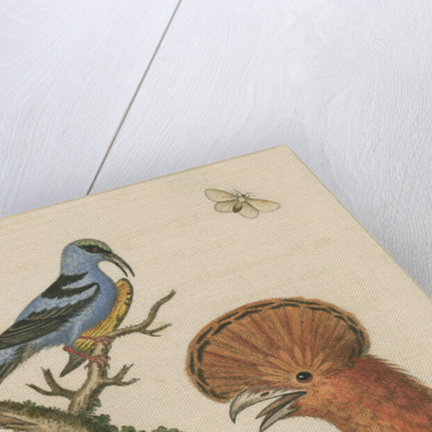 'The Black and Blue Creeper; and the Hoopoe Hen' by George Edwards