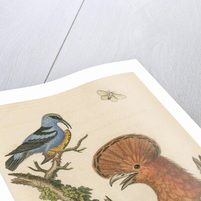 'The Black and Blue Creeper; and the Hoopoe Hen' by George Edwards