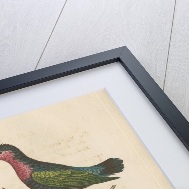 'The Red-breasted Humming Bird, the Green-throated Humming Bird, and the Dormouse' by George Edwards