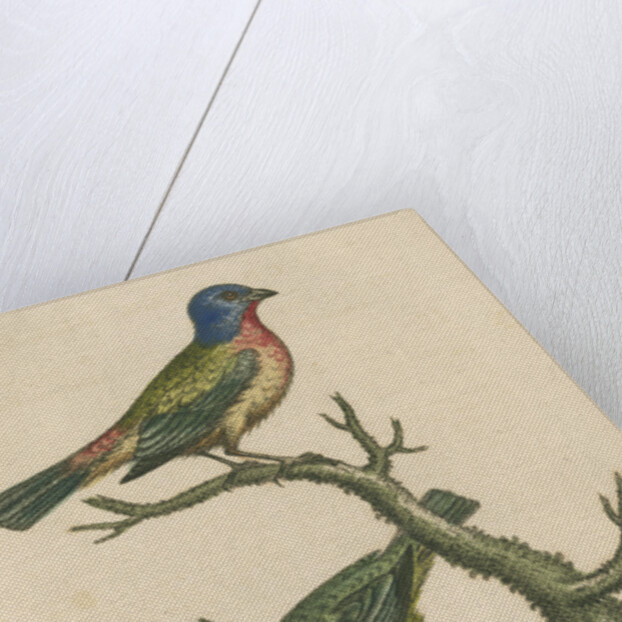 'The Painted Finch, Cock and Hen' [Painted bunting] by George Edwards