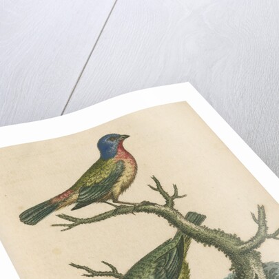 'The Painted Finch, Cock and Hen' [Painted bunting] by George Edwards