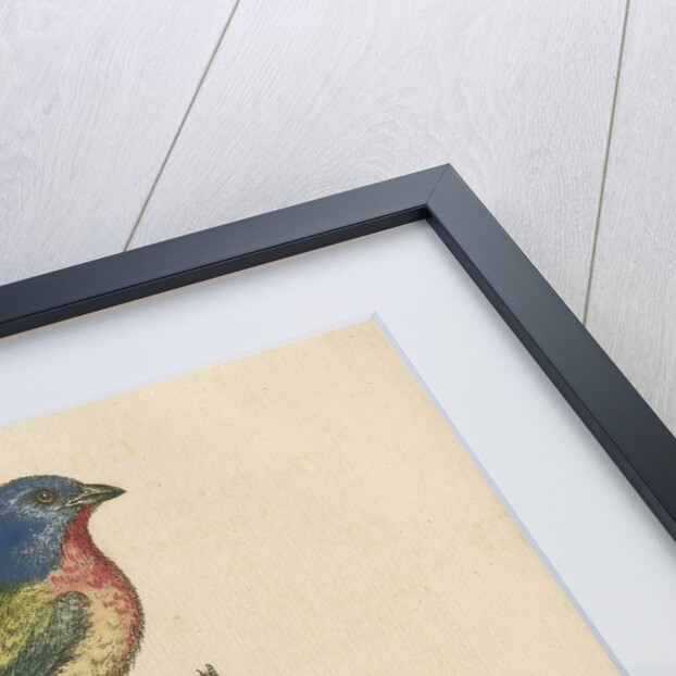 'The Painted Finch, Cock and Hen' [Painted bunting] by George Edwards