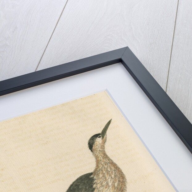 'The Little Brown Bittern' by George Edwards