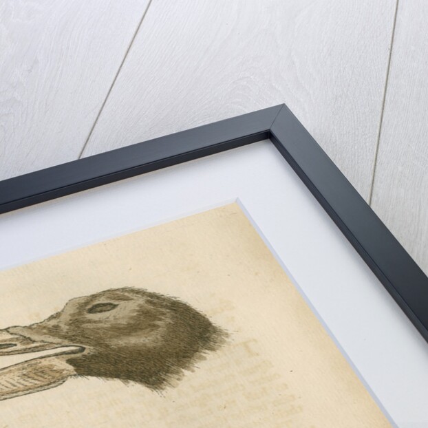 'Four curious Beaks of Birds, but little known' by George Edwards