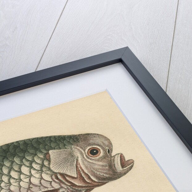 'The Spur-Fish; and the Indian Gattorugina' by George Edwards