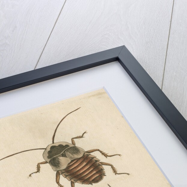 'The Greater Cockroach; and the Whistle Insect' by Cornelius Heinrich Hemerich