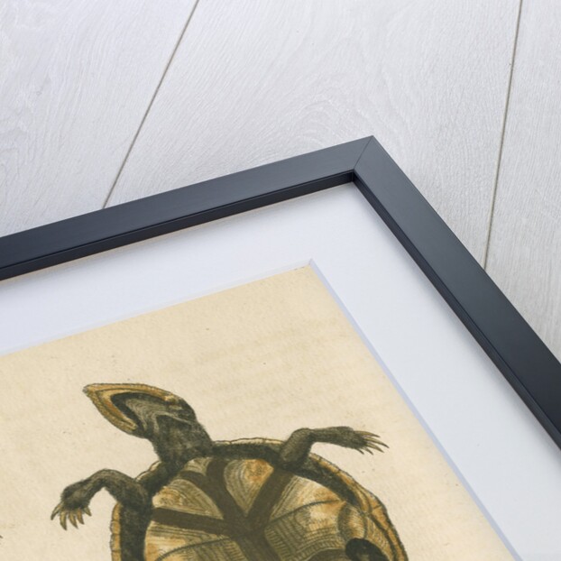 'The small Mud-Tortoise' by George Edwards