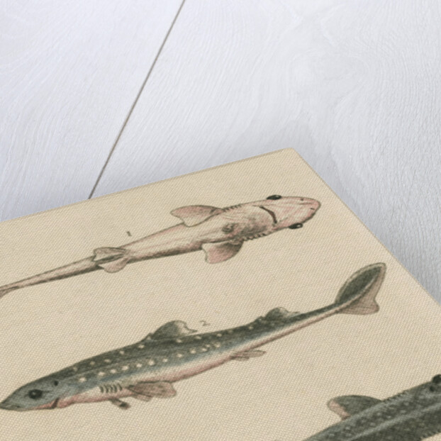 'The Prickled Dog or Hound-Fish, with an Insect called the Walking-Stick' by George Edwards