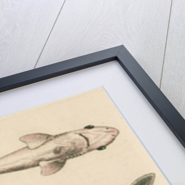 'The Prickled Dog or Hound-Fish, with an Insect called the Walking-Stick' by George Edwards