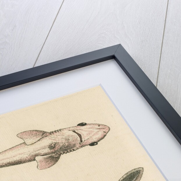 'The Prickled Dog or Hound-Fish, with an Insect called the Walking-Stick' by George Edwards