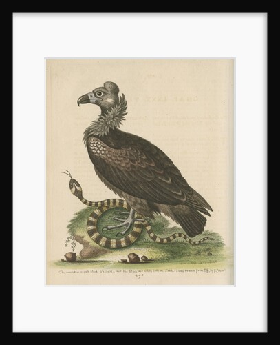 'Crested or Coped Black Vulture, and the Black and White Indian Snake' by George Edwards