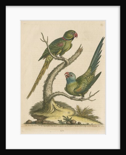 'The Ring Parrakeet, and the Blue-headed Parrakeet' by George Edwards