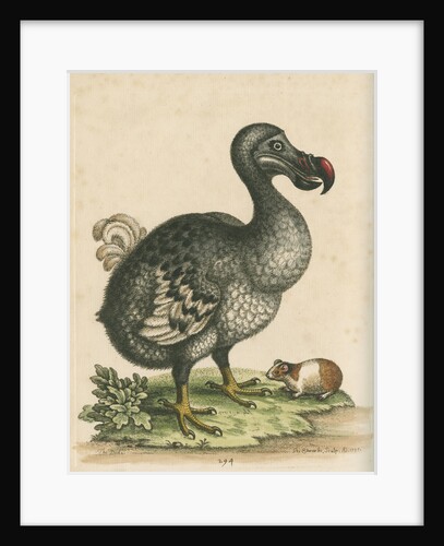 'The Dodo, and the Guinea Pig' by George Edwards