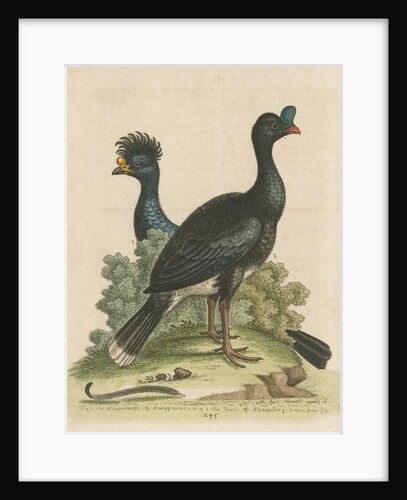 'The Curasso-Bird, and the Cushew-Bird' by George Edwards