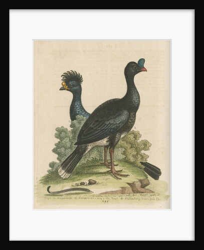 'The Curasso-Bird, and the Cushew-Bird' by George Edwards
