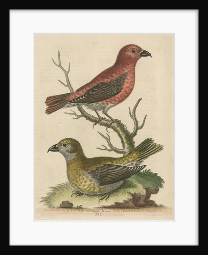 'The Cross-Bills, Cock and Hen' by George Edwards