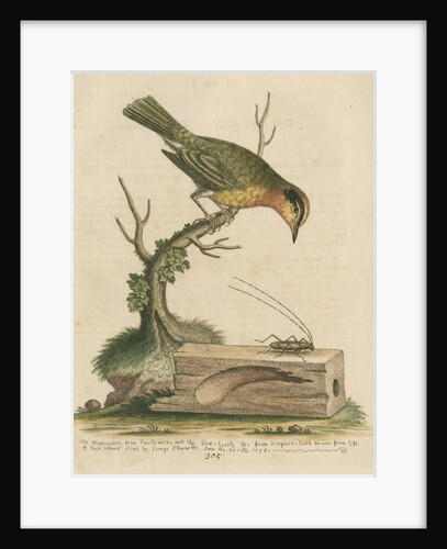 'The Worm-eater, and the Goat-Beetle' by George Edwards