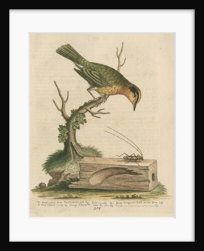 'The Worm-eater, and the Goat-Beetle' by George Edwards