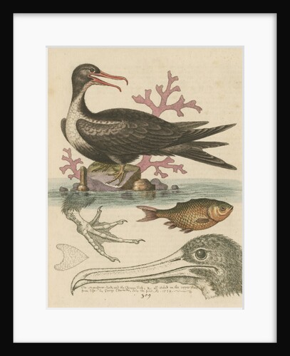 'The Man of War Bird, the Chinese Fish, &c.' by George Edwards