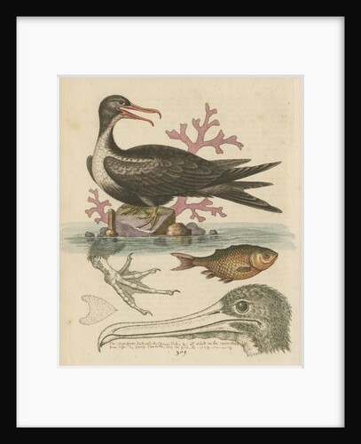 'The Man of War Bird, the Chinese Fish, &c.' by George Edwards