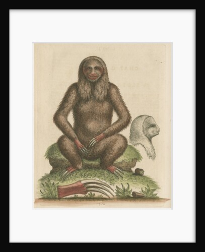 'The Sloth' by George Edwards