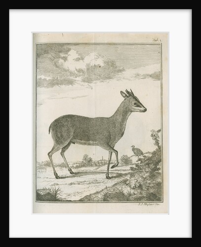 'Antilope Grimmii' [Common duiker antelope] by Johann Jacob Bylaert