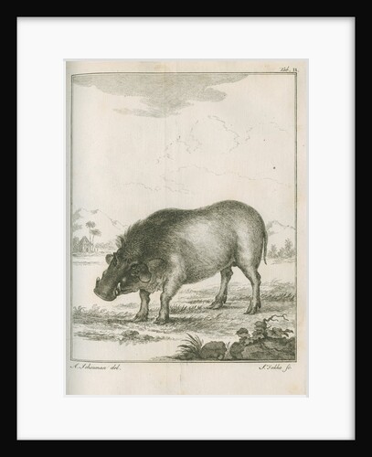 'Aper Aethiopicus' [Desert warthog] by Simon Fokke