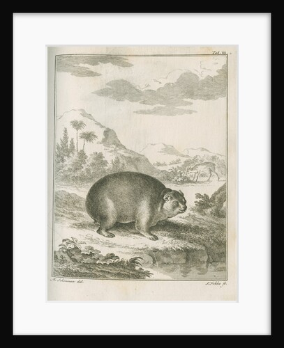 'Cavia Capensis' [Cape hyrax] by Simon Fokke