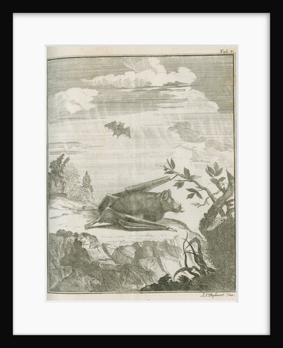 'Vespertilio Soricinus' [Greater spear-nosed bat] by Johann Jacob Bylaert