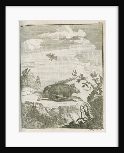 'Vespertilio Soricinus' [Greater spear-nosed bat] by Johann Jacob Bylaert