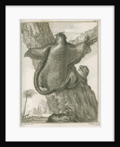 'Sciurus Petaurista' [Red giant flying squirrel] by Robert Muys