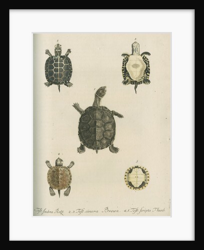 Three specimens of turtles by Friedrich Wilhelm Wunder