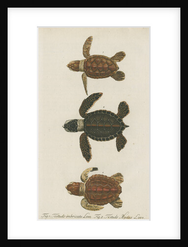Three specimens of turtles by Friedrich Wilhelm Wunder