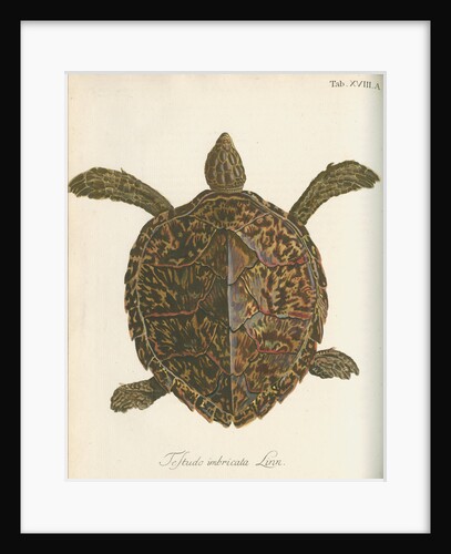 'Testudo imbricata' [Hawksbill turtle] by Friedrich Wilhelm Wunder