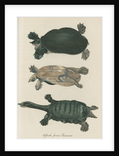 'Testudo ferox' [Florida softshell turtle] by Friedrich Wilhelm Wunder