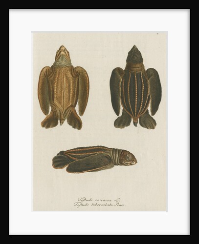 'Testudo coriacea' [Leatherback turtle] by Friedrich Wilhelm Wunder