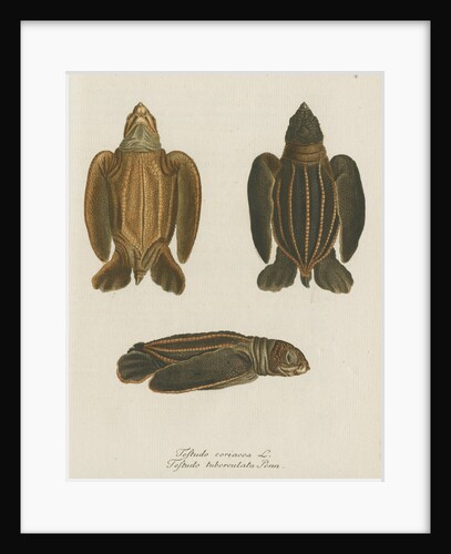 'Testudo coriacea' [Leatherback turtle] by Friedrich Wilhelm Wunder