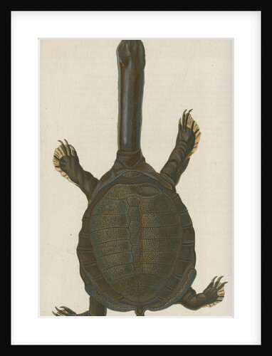 'Testudo granosa' [Indian flapshell turtle] by Johann Friedrich Volckart