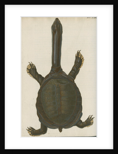 'Testudo granosa' [Indian flapshell turtle] by Johann Friedrich Volckart