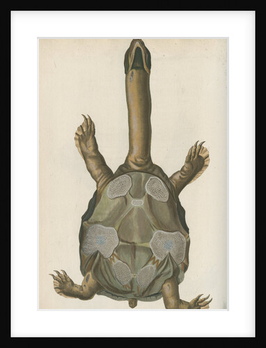 'Testudo granosa' [Indian flapshell turtle] by Johann Friedrich Volckart