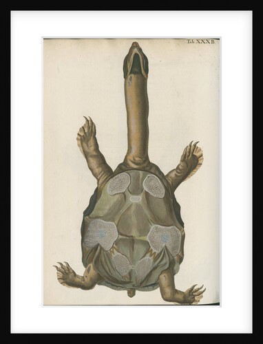 'Testudo granosa' [Indian flapshell turtle] by Johann Friedrich Volckart