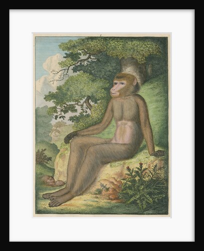 'The Barbary Ape' [Barbary macaque] by James Sowerby