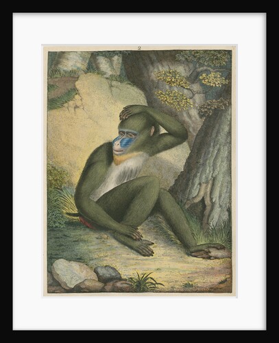 'The Maimon' [Mandrill] by James Sowerby
