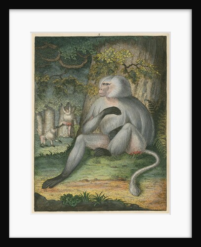 'The Grey Baboon' [Barbary macaque] by James Sowerby