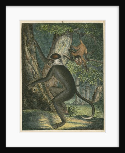 'The White Eye-Lid Monkey' [Mangabey] by James Sowerby