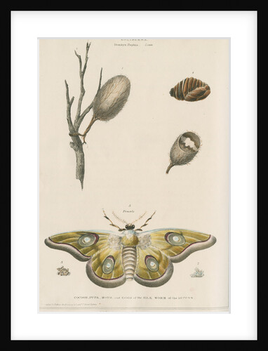 Life cycle of the Kolisurra moth by Day & Haghe