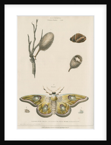 Life cycle of the Kolisurra moth by Day & Haghe
