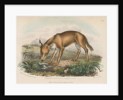'The Kolsun, or Wild Dog' [Dhole] by Thomas Fairland